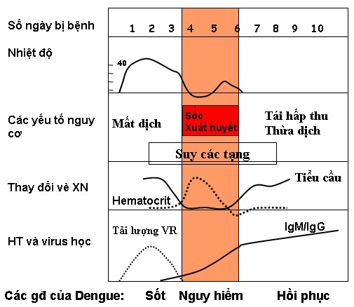 CHẨN ĐOÁN VÀ ĐIỀU TRỊ SỐT XUẤT HUYẾT DENGUE NGƯỜI LỚN